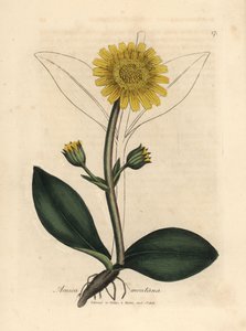 Arnica montana a fiori gialli da James Sowerby