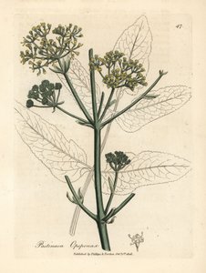 Opopanax a fiori gialli, Pastinaca opopanax da James Sowerby
