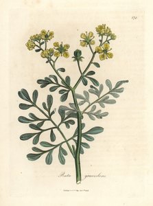 Ruta dai fiori gialli, Ruta graveolens da James Sowerby