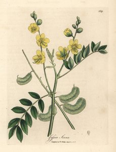 Senna egiziana a fiori gialli con baccelli, Cassia senna