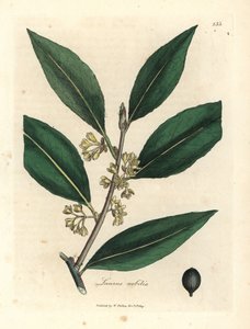Alloro a fiori gialli, Laurus nobilis da James Sowerby