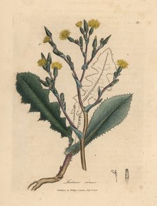 Lattuga selvatica a fiori gialli, Lactuca virosa