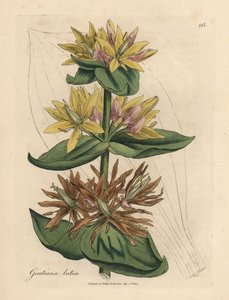 Genziana gialla, Gentiana lutea da James Sowerby