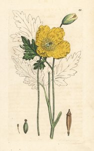 Papaver cambricum