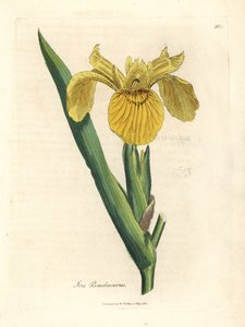 Giaggiolo giallo, Iris pseudocorus da James Sowerby