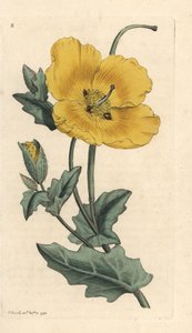 Papavero cornuto giallo, Glaucium flavum. Incisione a mano colorata da un
