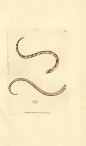 Giovane serpente liscio, Coronella austriaca