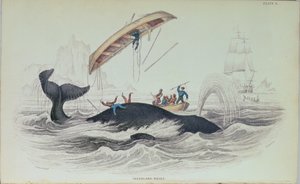 Balena della Groenlandia, illustrazione di libro incisa da William Home Lizars (1788-1859) da James Stewart