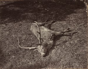 Il cervo reale, c. 1870 da James Valentine