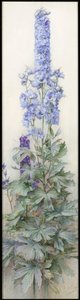 Delphinium, c.1920 da James Valentine Jelley