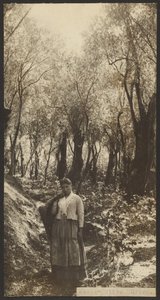 Massa - Olive Grove da James W. Holcombe