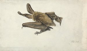 Un pipistrello