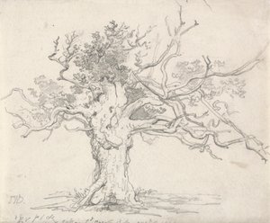 Una quercia stentata da James Ward