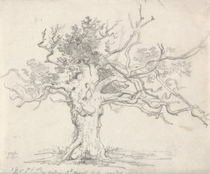 Una quercia stentata da James Ward