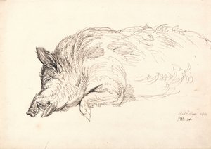 Un cinghiale, addormentato o morto, 1814 da James Ward