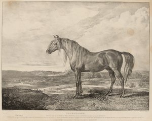 Copenhagen Il cavallo cavalcato dal Duca di Wellington alla Battaglia di Waterloo, allevato dal Generale Grosvenor, c.1824