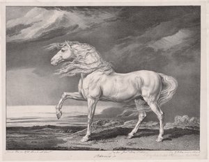 Quattordici cavalli celebri: Adonis, 1824 da James Ward