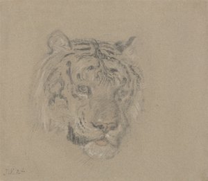 Testa di tigre