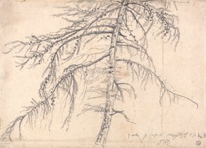 Larice da James Ward
