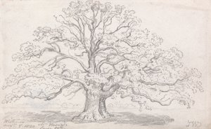 La grande quercia del Sig. Howard, 5 agosto 1820 da James Ward