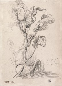 Studio di Piante da James Ward