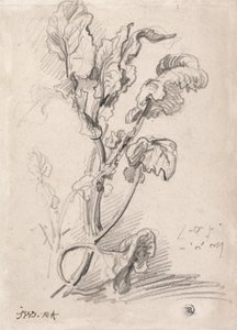 Studio della pianta da James Ward