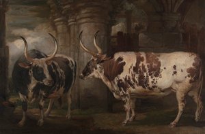 Ritratti di due buoi straordinari, proprietà del conte di Powis