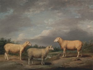 Pecore Ryelands, il montone del re, la pecora del re e il castrato di Lord Somerville