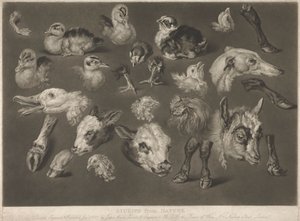 Studi dalla natura
