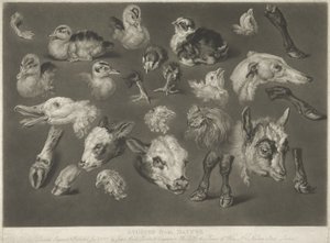 Studi dalla natura