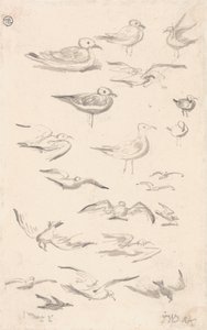 Studi sui gabbiani da James Ward