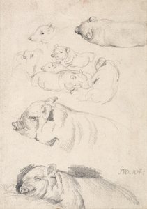Studi di maiali da James Ward
