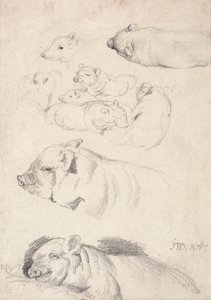 Studi di maiali