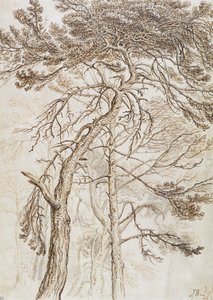 Studio di alberi
