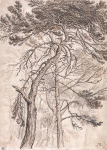 Studio di alberi da James Ward