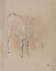 Studio di un vitello