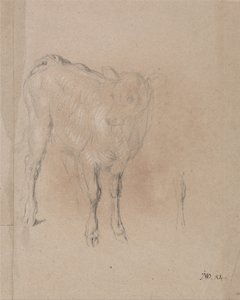 Studio di un vitello da James Ward
