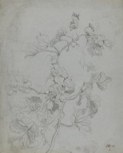 Studio di una pianta rampicante (famiglia delle zucche)