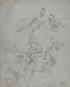 Studio di una pianta rampicante (famiglia delle zucche)