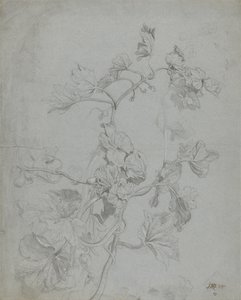 Studio di una pianta rampicante (famiglia delle zucche) da James Ward