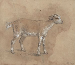 Studio di un capretto
