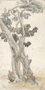 Studio di un albero