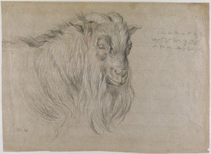 Studio della Testa di un Ariete da James Ward