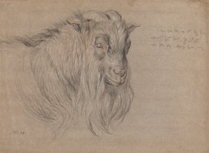 Studio della testa di un ariete