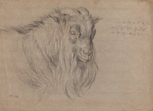Studio della testa di un ariete da James Ward