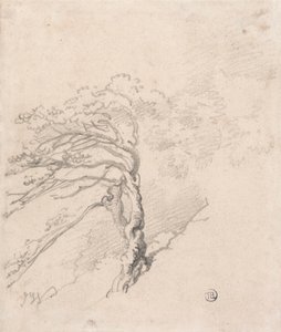 Albero su una collina