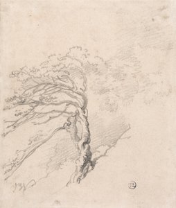 Albero in collina da James Ward