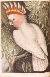 Cacatua Inca, Plyctolophus leadbeateri