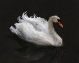 Grazioso cigno bianco