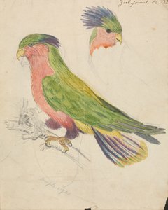 Un cacatua